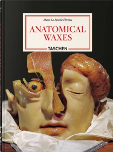 Anatomical Waxes - 45